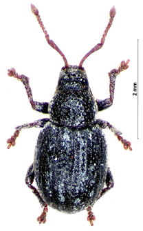 Centricnemus leucogrammus (E.F. Germar, 1824)