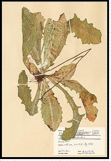 Hypochoeris radicata L.