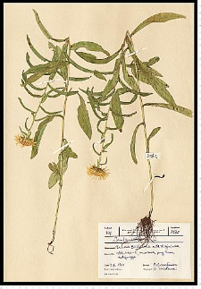 Inula salicina L.