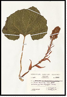 Petasites hybridus (L.) Gaertn., B. Mey. & Scherb.