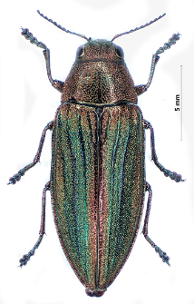 Buprestis splendens Fabricius, 1775