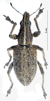 Sitona gressorius (FABRICIUS, 1792)