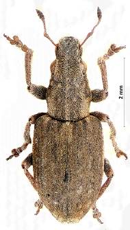 Sitona lepidus L. Gyllenhal, 1834