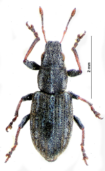 Sitona suturalis J.F. Stephens, 1831