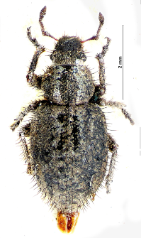 Cycloderes pilosulus (J.F.W. Herbst, 1795)