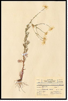 Matricaria maritima L. subsp. inodora (L.) Dostál