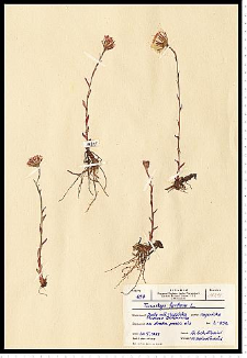 Tussilago farfara L.