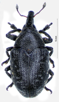 Larinus turbinatus L. Gyllenhal, 1836