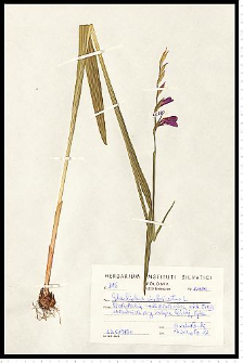 Gladiolus imbricatus L.