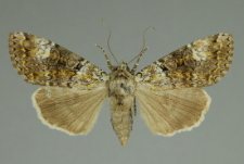 Anaplectoides prasina (Denis & Schiffermüller, 1775)