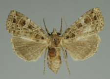 Naenia typica (Linnaeus, 1758)