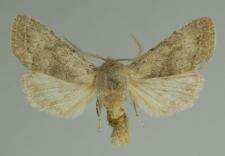 Orthosia populeti (Fabricius, 1775)