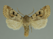 Orthosia gothica (Linnaeus, 1758)