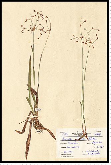 Luzula pilosa (L.) Willd.