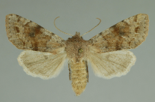 Orthosia incerta (Hufnagel, 1766)