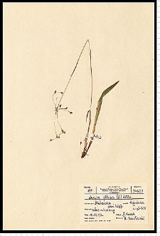 Luzula pilosa (L.) Willd.