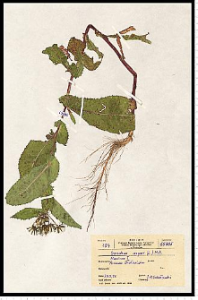 Sonchus asper (L.) Hill