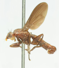 Pelidnoptera nigripennis (Fabricius, 1794)