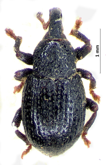 Leiosoma deflexum (Panzer, 1795)