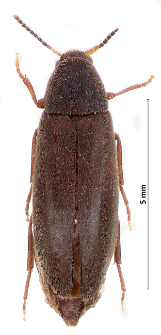 Phloiotrya rufipes (L. Gyllenhal, 1810)