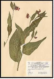 Symphytum officinale L.