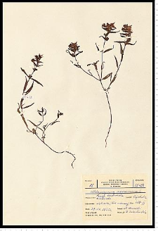 Melampyrum nemorosum L.