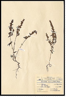 Odontites verna (Bellardi) Dumort.