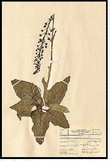 Verbascum phoeniceum L.