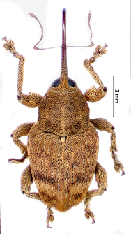 Curculio venosus (Gravenhorst, 1807)