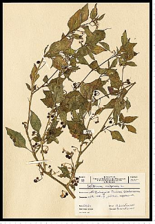 Solanum nigrum L.