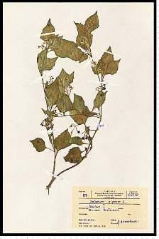 Solanum nigrum L.