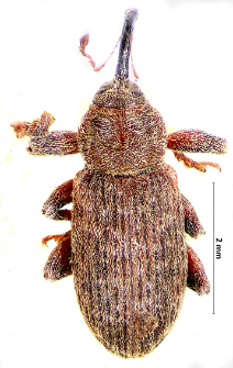 Dorytomus tremulae (Fabricius, 1787)