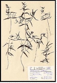 Melampyrum pratense L.