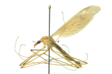 Tipula fulvipennis De Geer, 1776 F 341