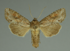 Polia bombycina (Hufnagel, 1766)