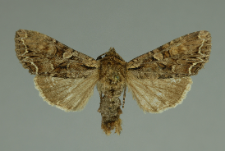 Mamestra brassicae (Linnaeus, 1758)