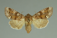 Ceramica pisi (Linnaeus, 1758)