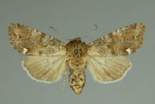 Ceramica pisi (Linnaeus, 1758)