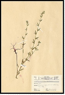 Lithospermum arvense L.