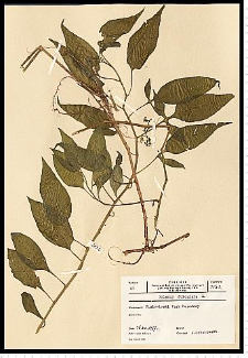 Solanum dulcamara L.