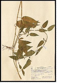 Solanum dulcamara L.