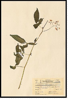 Solanum dulcamara L.