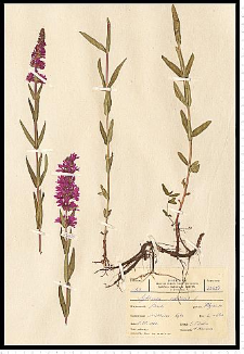 Lythrum salicaria L.