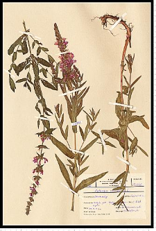 Lythrum salicaria L.