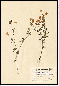 Trifolium arvense L.