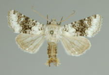 Hecatera bicolorata (Hufnagel, 1766)