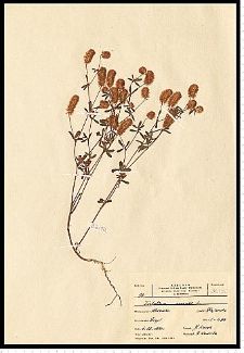 Trifolium arvense L.