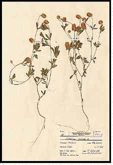 Trifolium arvense L.