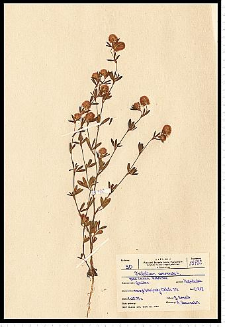 Trifolium arvense L.