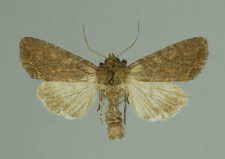 Lacanobia oleracea (Linnaeus, 1758)